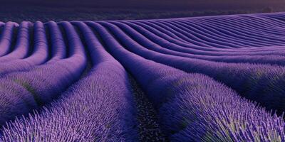 Serene Lavender Fields at Dusk with Rolling Purple Hills Under a Gentle Sky in a Picturesque Landscape Perfect for Relaxation and Peaceful Imagery photo