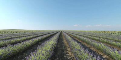 Lush Lavender Fields Stretching Under a Clear Blue Sky with Rows of Vibrant Flowers Creating a Serene and Tranquil Landscape Experience photo