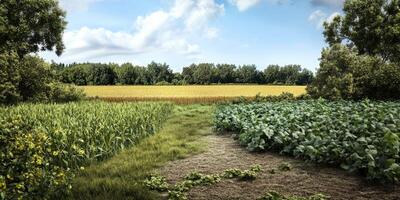 Lush Green Fields Under Blue Sky with Vibrant Crops and Dense Trees Creating a Serene Landscape Ideal for Agriculture and Nature Photography photo