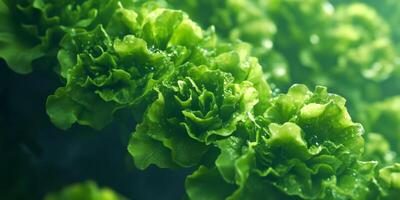 Fresh and Vibrant Green Lettuce Leaves with Water Droplets Caught in Natural Light, Close-Up of Leafy Vegetables in a Garden Setting photo