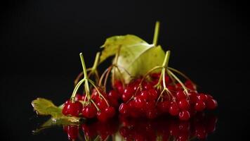 branch of ripe red viburnum, isolated on black background video