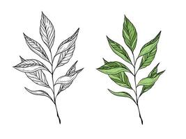 illustration of a branch with tea leaves. Hand drawn linear graphics. Color and black and white. Illustration for design and packaging of tea, green, black and oolong tea. vector