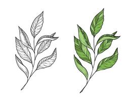 illustration of a branch with tea leaves. Hand drawn linear graphics. Color and black and white variants. Illustration for design and packaging of tea, green, black and oolong tea. vector