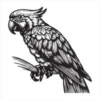 silhouette of a parrot. Black icon of a parrot on a white backdrop vector