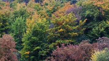 Colorful trees at the forest in autumn photo