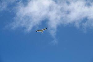 Low angle view of sea bird with cloud and blue sky photo