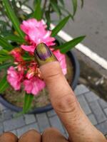 A finger with purple ink on the nail, signifying voting, is held up in front of vibrant pink flowers in a garden setting. photo