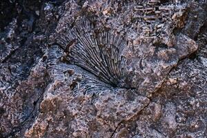 Ancient shell print on the ancient historical seabed. Egypt, Red Sea. Background photo