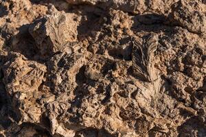 Ancient shell print on the ancient historical seabed. Egypt, Red Sea. Background photo