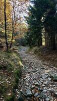 Hiking trail in a mountain autumn forest in Poland. photo