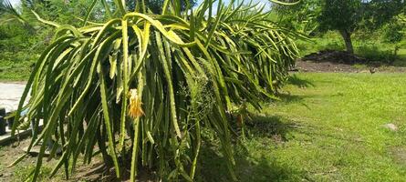 Photo of a dragon fruit tree Hylocereus spp that thrives in tropical sunlight, showing fleshy green stems with a structure resembling a cactus.