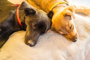 Cute sleeping puppies. dogs are lying on the blanket waiting for their owner photo