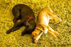 Cute sleeping puppies. dogs are lying on the blanket waiting for their owner photo