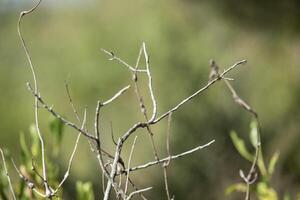 tree branches with a naturally blurred or unclear background photo