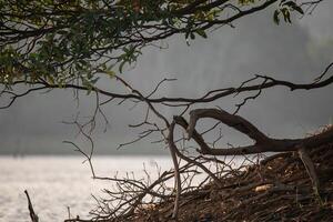tree roots growing on the edge of the lake photo