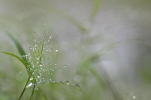 a close up of water droplets on a grass photo