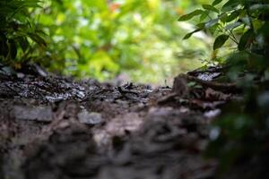 atmosphere in the forest with trees and blurred leaves photo