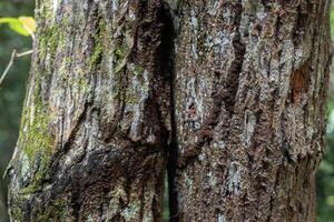 trees in the tropical forest photo