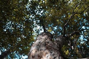 trees in the tropical forest photo