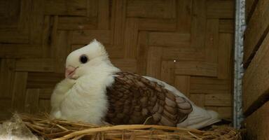 Close-up photo of a dove with white-brown feathers in its nest made of straw, with a background of woven bamboo