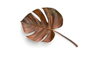 single tropical taro leaf with rich brown color, showcasing its unique shape and texture photo