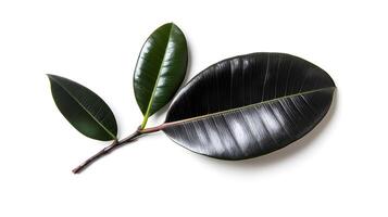 Top view of tropical rubber tree leaf with glossy texture and vibrant color photo