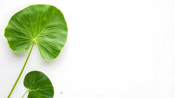 Top view of tropical taro leaf on white background, showcasing its vibrant green color photo