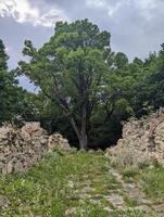 A large tree in the middle of a field photo