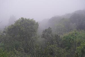 Forest under fog photo