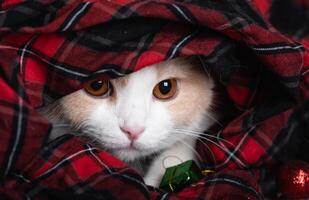 Funny face of a sleepy, lazy cat cold. A beautiful Scottish fold cat is wrapped in a checkered plaid photo