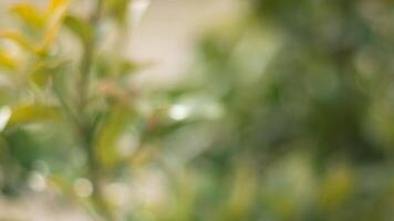 Ecology spring, summer concept. Natural blurred bokeh background from tree and leaves photo
