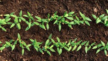 Eggplant seedlings in the ground in a greenhouse. Small sprouts from the soil. Agriculture photo