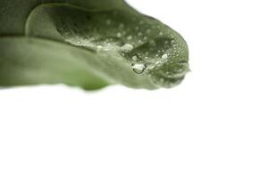 Green leaf of ficus with drops of water on a white background isolated photo