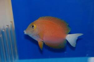 White Tail Bristletooth Tang, Ctenochaetus flavicauda photo