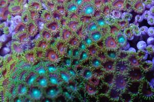 Ultra Colored Mixed Zoanthid Rock - Zoanthus spp photo