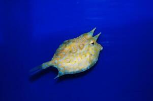 Thornback Cowfish - Lactoria penthacantha photo