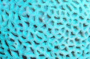 Closed Turquoise Brain Coral - Favites spp photo