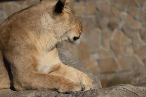 Lioness Zoo Enclosure Resting - A lioness rests in a zoo enclosure, likely for shade or to avoid disturbance. photo