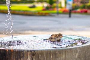 a small bird Sparrow bathing in water of a drinking fountain on a hot sunny day photo