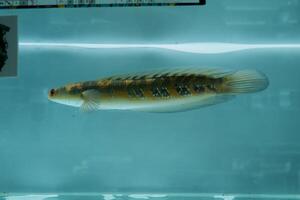 Channa Auranti snakehead fish. a predatory fish with a very beautiful and exotic patterned snake head channa aurantie is kept in an aquarium. photo