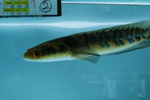 Channa Auranti snakehead fish. a predatory fish with a very beautiful and exotic patterned snake head channa aurantie is kept in an aquarium. photo