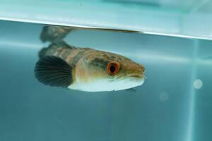Channa Auranti snakehead fish. a predatory fish with a very beautiful and exotic patterned snake head channa aurantie is kept in an aquarium. photo