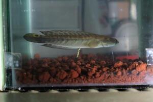 Channa Auranti snakehead fish. a predatory fish with a very beautiful and exotic patterned snake head channa aurantie is kept in an aquarium. photo