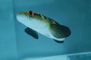 Channa Auranti snakehead fish. a predatory fish with a very beautiful and exotic patterned snake head channa aurantie is kept in an aquarium. photo