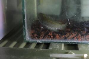 Channa Auranti snakehead fish. a predatory fish with a very beautiful and exotic patterned snake head channa aurantie is kept in an aquarium. photo