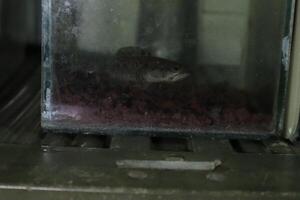 Channa Auranti snakehead fish. a predatory fish with a very beautiful and exotic patterned snake head channa aurantie is kept in an aquarium. photo