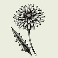 A drawing of a dandelion with leaves vector