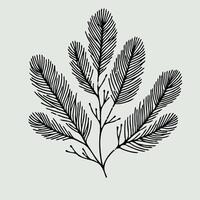 Fir Branches, Coniferous Tree, Linear Pine Cones, Pine vector