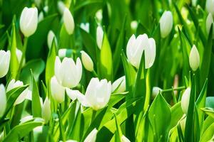 Beautiful Spring Tulip Garden with Multicolored Blooms photo