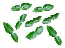 Top view set of kaffir lime leaves or bergamot leaves scattering isolated on white background with clipping path photo
